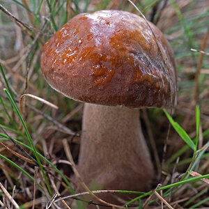 Steinpilz 1.jpg