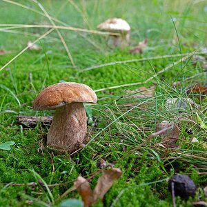 Steinpilz 2.jpg