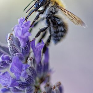 Ackerhummel.jpg