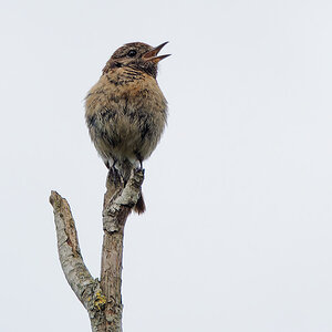N8084768nikon-1.jpg