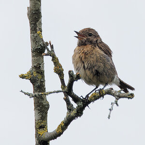 N8084738nikon-1.jpg