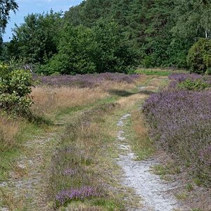 Heideweg.jpg