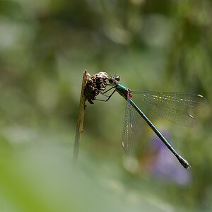 N8104949nikon.jpg