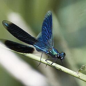 D50_6202 1.jpg