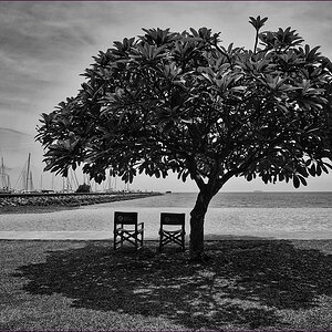comp_2Tree-SW-Lumi.jpg