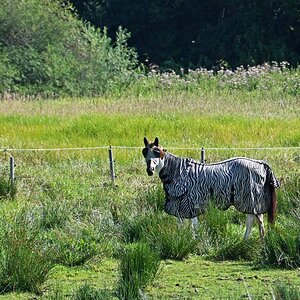 Heide-Zebra.jpg
