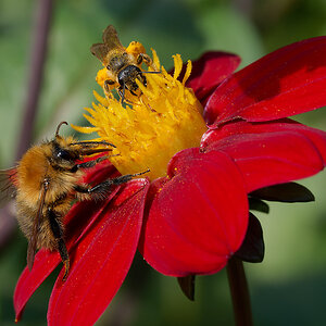N8176061nikon.jpg
