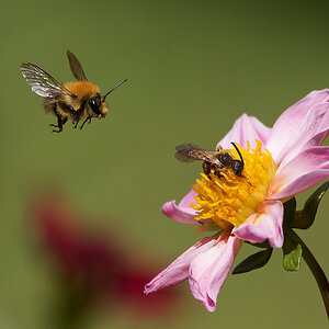 N8175353nikon.jpg
