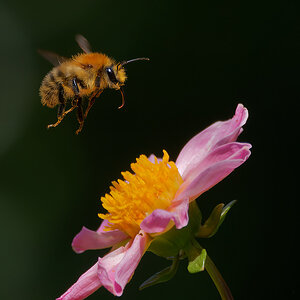 N8175295nikon.jpg