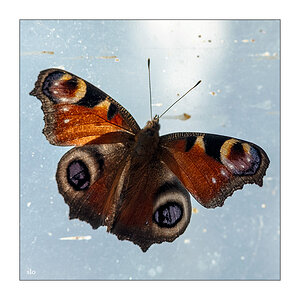 209/365 Muse – Butterflies and Hurricanes © 2025 Sabine Lommatzsch