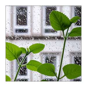 211/365 Tori Amos – Rain Brings Change © 2025 Sabine Lommatzsch