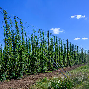 OFZ_02036.jpg