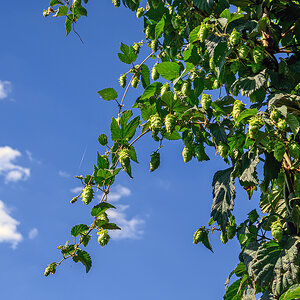 OFZ_02042.jpg