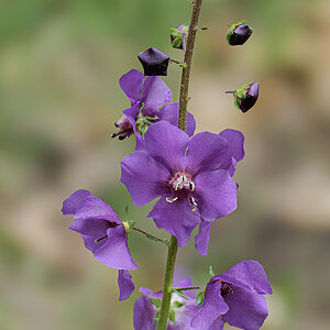 Purpurrote-Koenigskerze_PA013209_12.jpg
