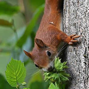 Eichhörnchen 6.jpg
