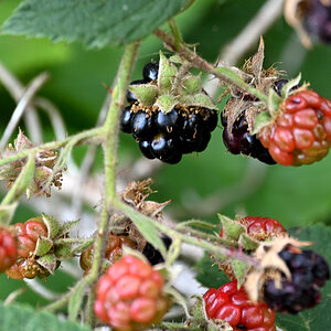 Z50_5578.JPG