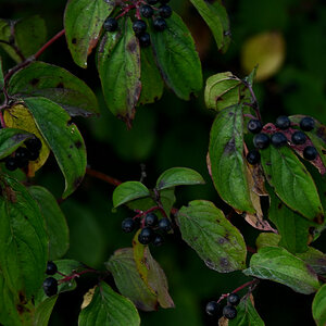 Z50_5770.JPG