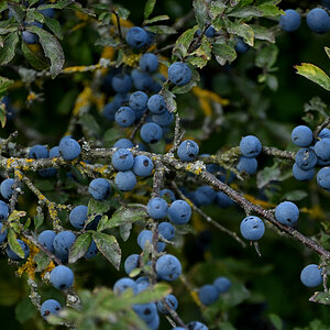 Z50_5774.JPG