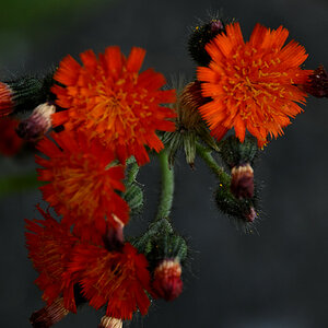 Z50_5780.JPG