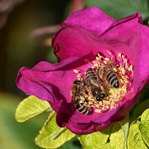 Bienen-Bad.jpg
