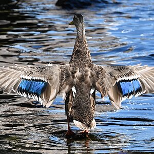 Ente2.jpg