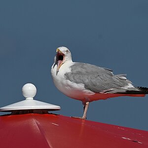 Scream_crop.jpg