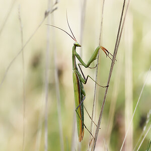 N8266721nikon-1.jpg