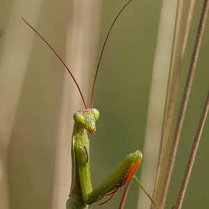 N8266716nikon.jpg