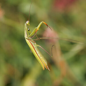 N8266650nikon.jpg