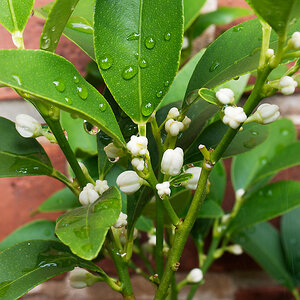 Kumquat Blüten.jpg