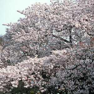 Tokyo, Kirschblüte 2.jpg