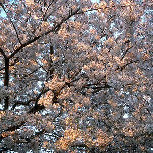 Tokyo, Kirschblüte.jpg