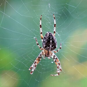 0317_spinne.jpg