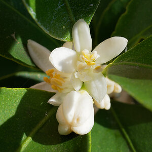 Kumquat Blüte.jpg