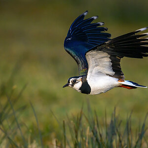 NZ9_4901_Kiebitz_Tiefflug_IA_3_2025.jpg