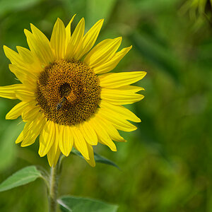 Sonnenblume mit Besucherin