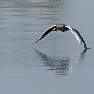 N5100143nikon (Nikon) (2).jpg