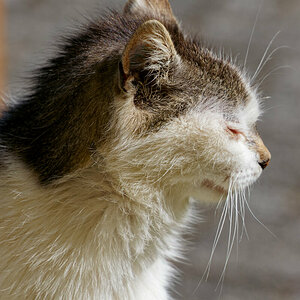 immigrierter Kater