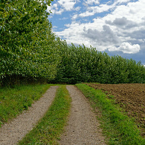 Wald und Weg
