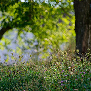 Wiese