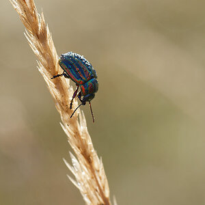 N9067144nikon.jpg