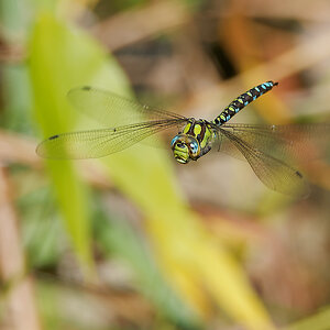 N9077190nikon.jpg