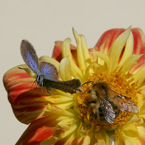 N9077368nikon.jpg