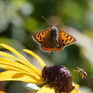N9077257nikon.jpg