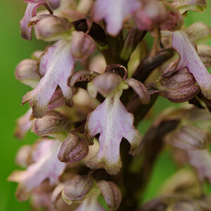 BarliaRobertianum_GLA_DSC5325_13x20x100.jpg