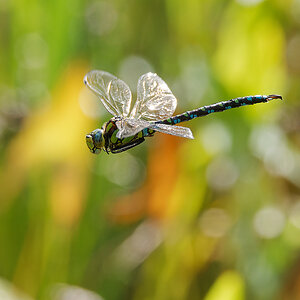 N9117532nikon.jpg