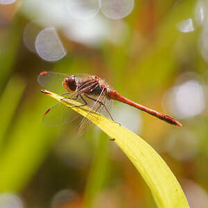 N9137660nikon.jpg