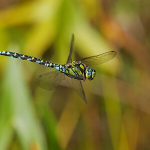 N9127622nikon.jpg