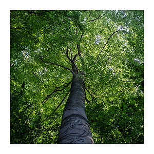 245/365 a-ha – Forest For The Trees © 2025 Sabine Lommatzsch