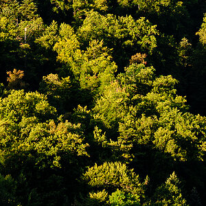 Wald.jpg
